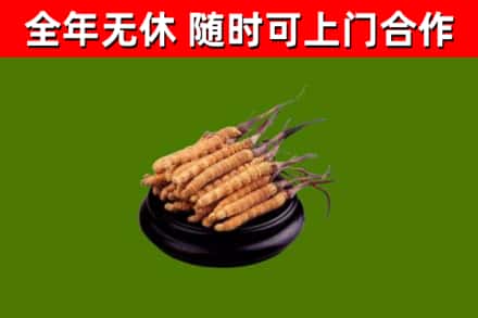 盐津烟酒回收冬虫夏草.jpg